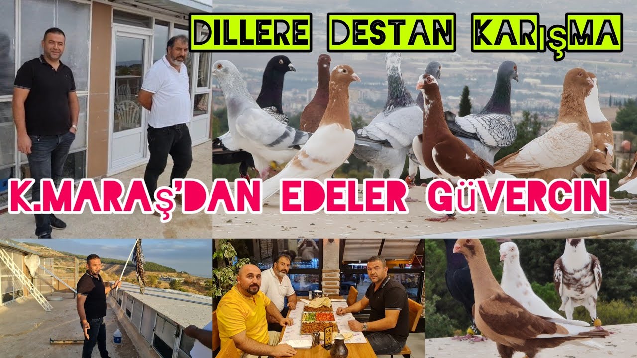 K.Maraş'dan dillere destan güvercin Karışması Edeler Güvercin farkıyla#aksoyfiloelvanguvercinleri