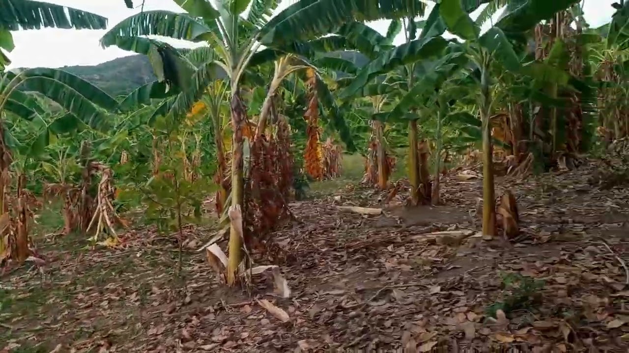 Plantando as mudas de bananeira depois de muito trabalho