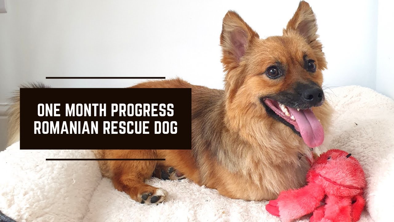 One Month Progress | Romanian Rescue Dog | Adoption Journey