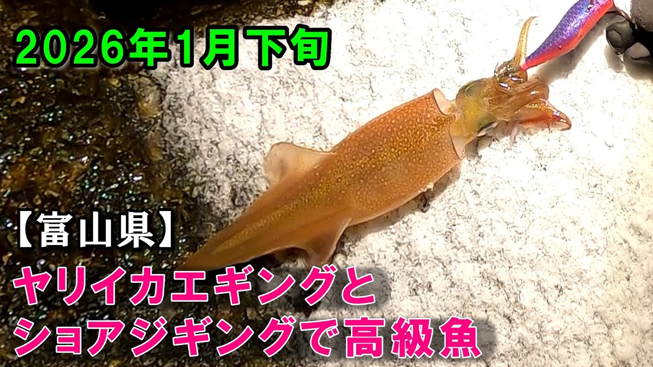 富山県ヤリイカとエギング！ショアジギングで高級魚！ヤリイカエギング、ショアジギ、富山、釣り