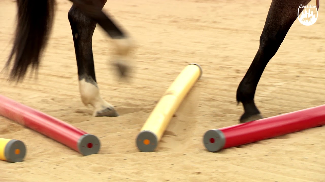 Loesdau Lessons: Grundlagen der Reitpferdeausbildung mit Ute Holm Teil 3 Stangenarbeit