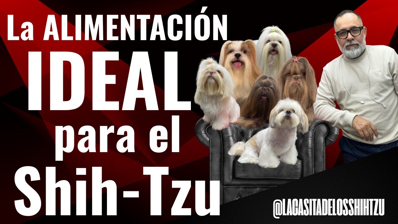 CUÁL es la ALIMENTACIÓN IDEAL para los Perro Shih Tzu | AQUÍ TODA LA INFORMACIÓN 