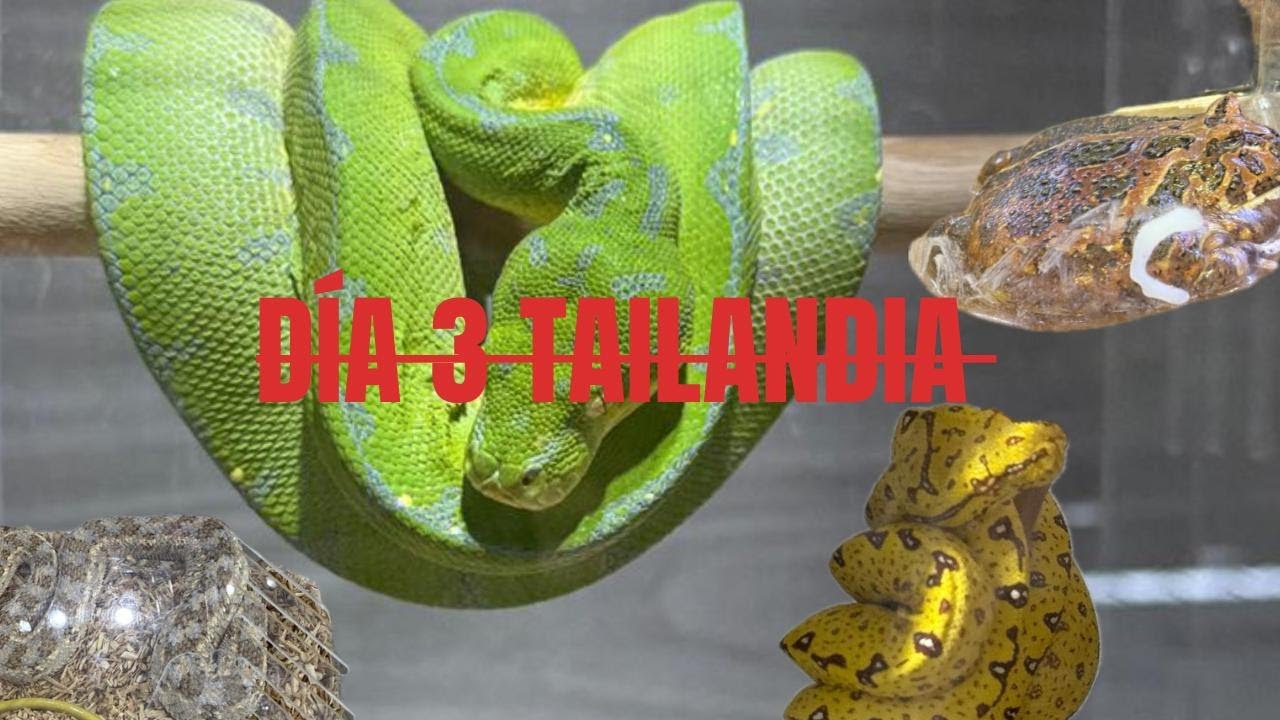 DÍA 3 ( MERCADO ANIMALES CHATUCHAK )