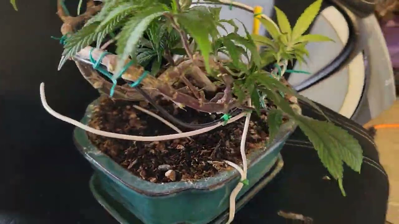 #Cannabonsai last week veg Cannabis indoor bonsai #Fecida  3x3 #simproformula