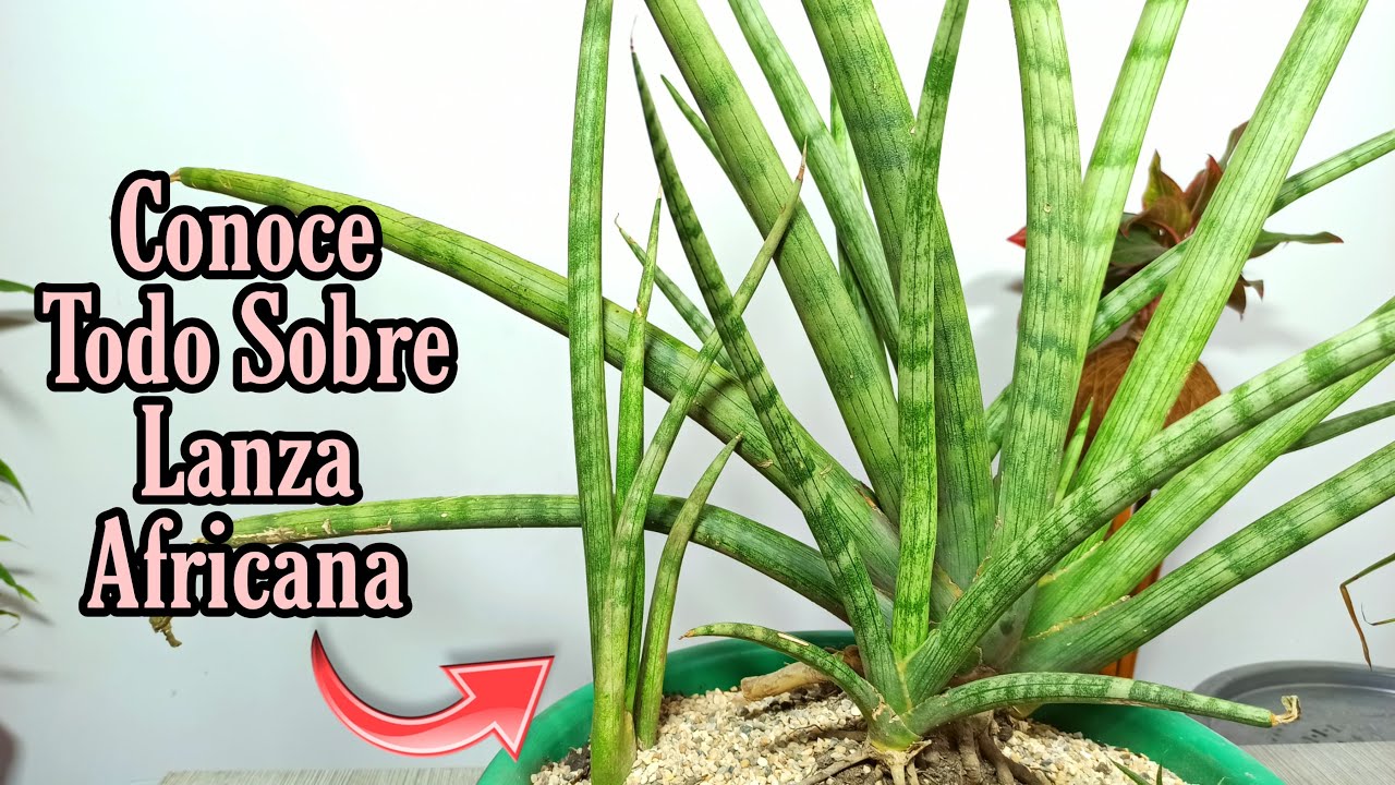 Sansevieria cylindrica o lanz africana  conce todo sobre ella