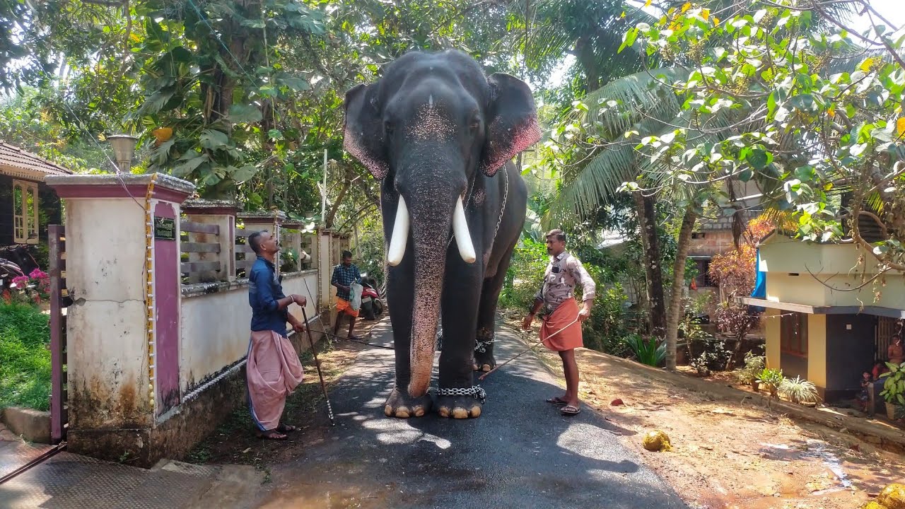 യുവരാജചക്രവർത്തി ആറ്റിങ്ങൽ തിരുവാറാട്ട്കാവ് കാളിദാസൻ🔥❤️| Attingal Thiruvarattukavu Kalidasan