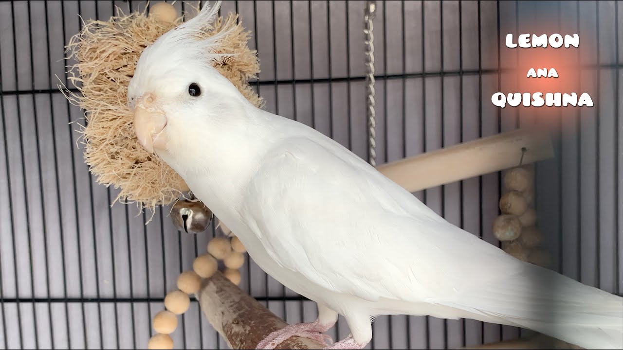 Introduce a New Bird to be Cockatiel Ana's Future Fianc&eacute;