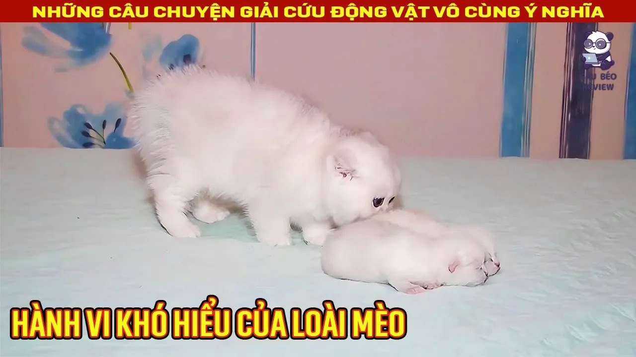 Животные, Которые Сами Попросили Людей о Помощи 121