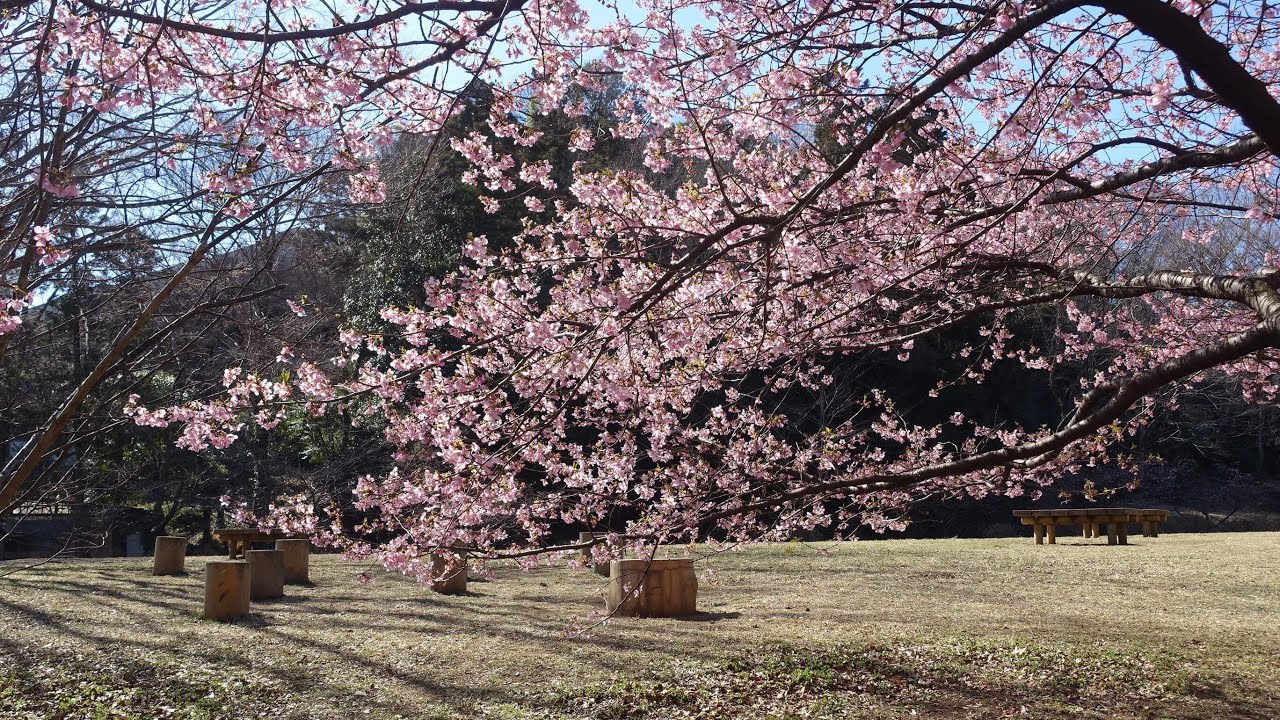 【Full HD】北八朔公園の河津桜