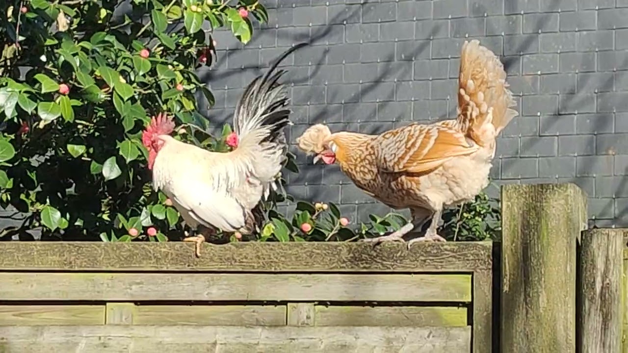 Jardin des plantes à Nantes le 24 février 2026(1)
