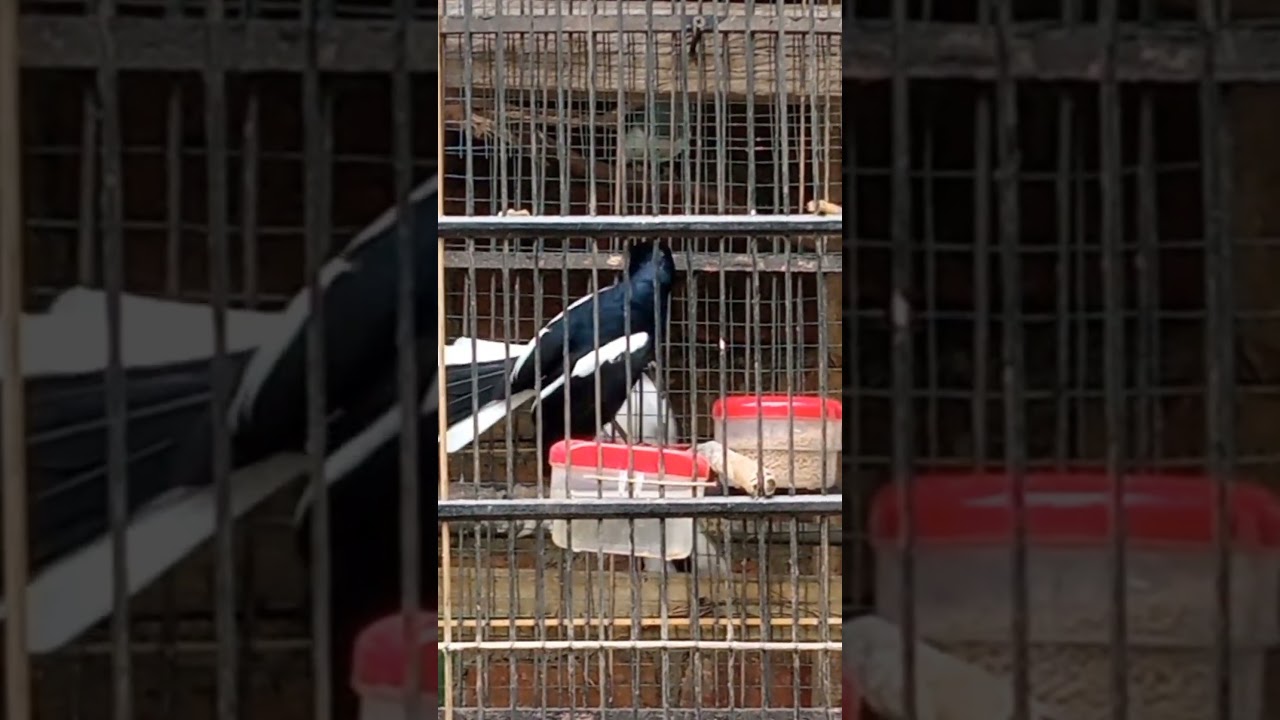 Robin's magpie fighting mode 