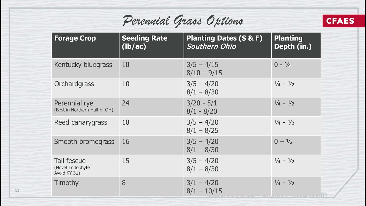 Considerations for perennial grass species selection when reseeding pasture
