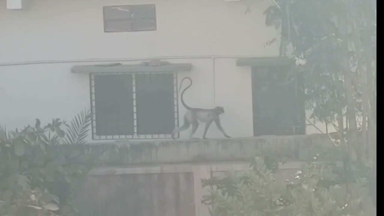 🐒ನಮ್ಮ ಹಾಸ್ಟೆಲ್ ಅತ್ತಿರ ಮಂಗಗಳ ಜಗಳ #youtubegood #animals #like #trending #viralvideo 