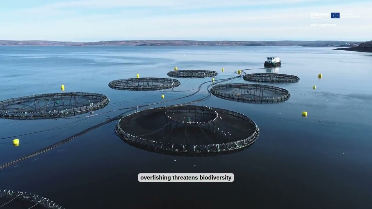 BLUE ECOSYSTEM project
