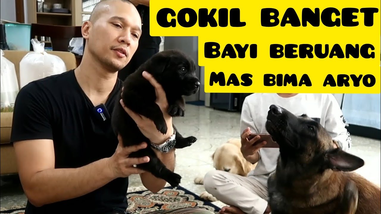 BERKUNJUNG KERUMAH BARU #beemzaryo #thegoldenfamily #singo22bengal