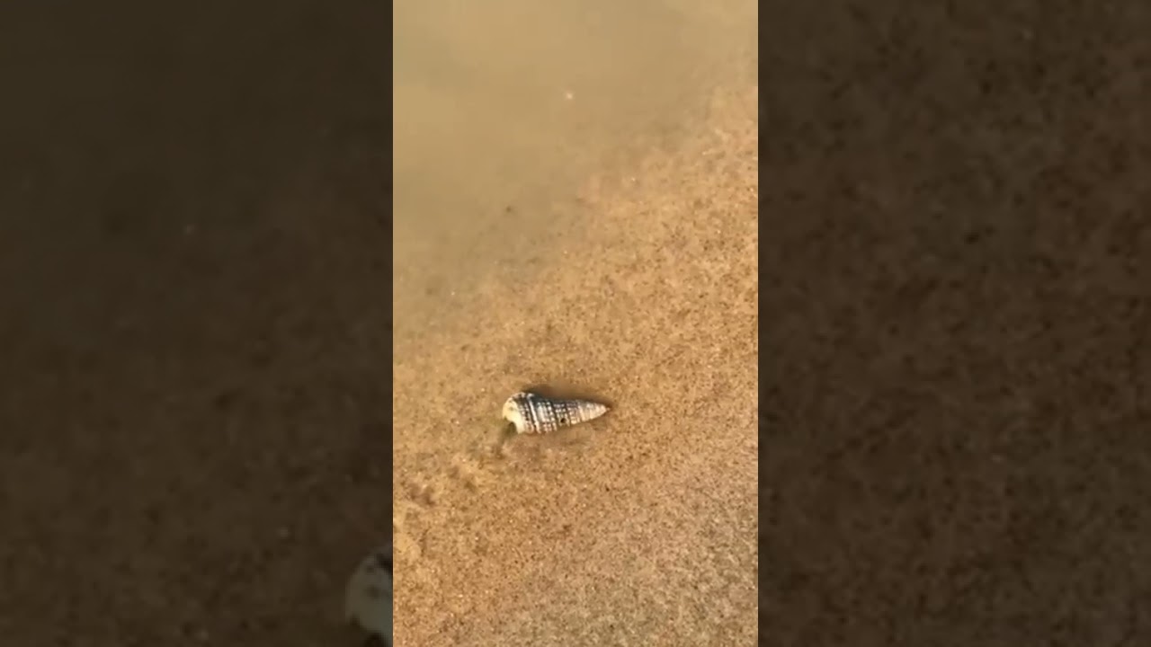 Sea snail Crawling || snail movement || snail locomotion