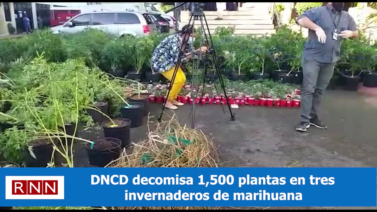 DNCD decomisa 1,500 plantas en tres invernaderos de marihuana