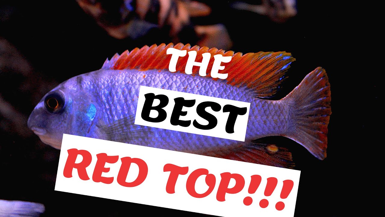 Makanjila Point - Labeotropheus fuelleborni Red top - The Lake Malawi Experience - #1