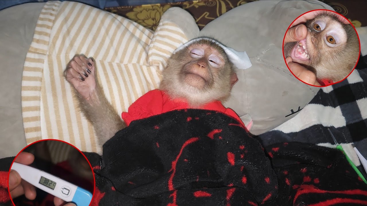 О нет! У обезьянки Ламбо высокая температура из-за зубной боли.