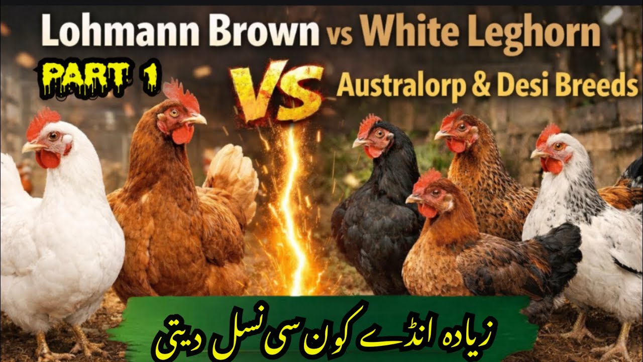 Which Chickens Lay the Most Eggs in Pakistan? | White Layer vs Lohmann vs Desi Breeds Comparison