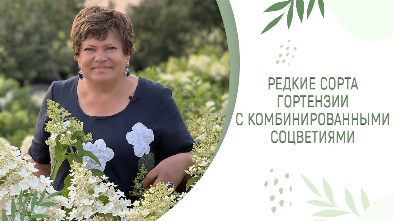 ТАКИХ ГОРТЕНЗИЙ ВЫ ЕЩЁ НЕ ВИДЕЛИ | РЕДКИЕ СОРТА ИЗ НАШЕЙ КОЛЛЕКЦИИ