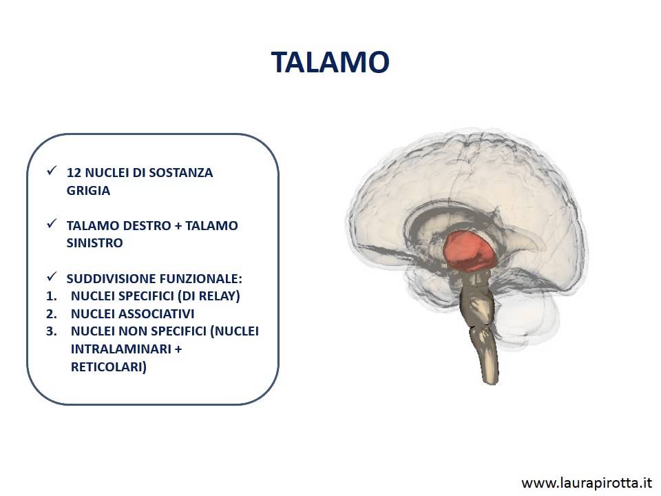 24. Il talamo
