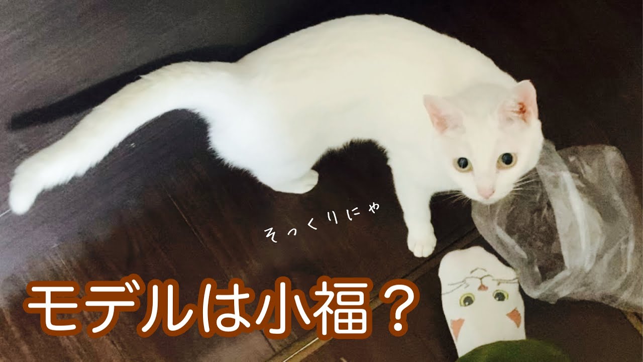 袋で遊ぶ白猫の姿が可愛すぎた…まさかのそっくりさん登場!?