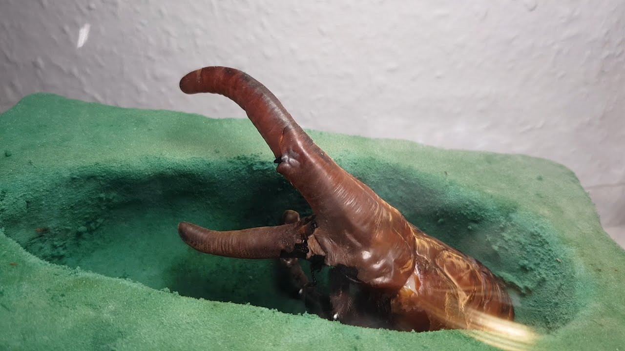 Dynastes hercules - Ein Käfer schlüpft (1)