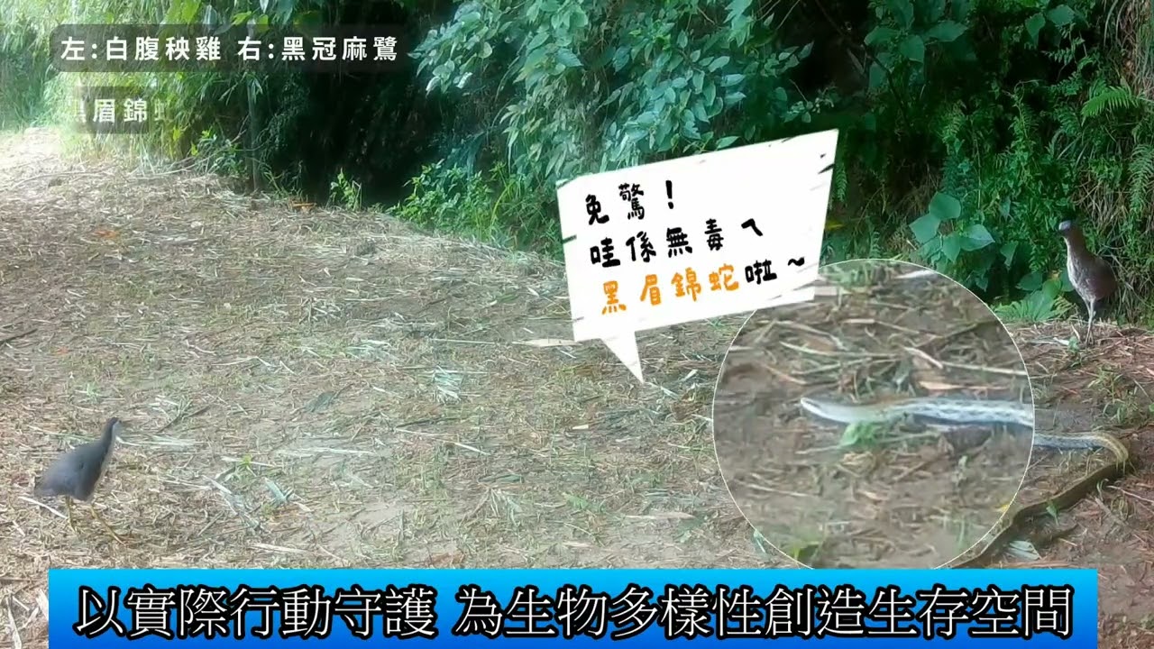 1141111 友善石虎農作成果發表 展現農業 生態共榮影音新聞