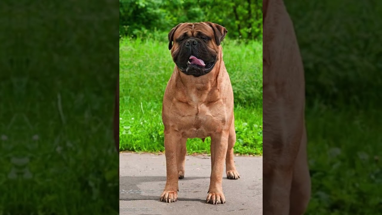 10 Most Aggressive Dog Breeds in the World
