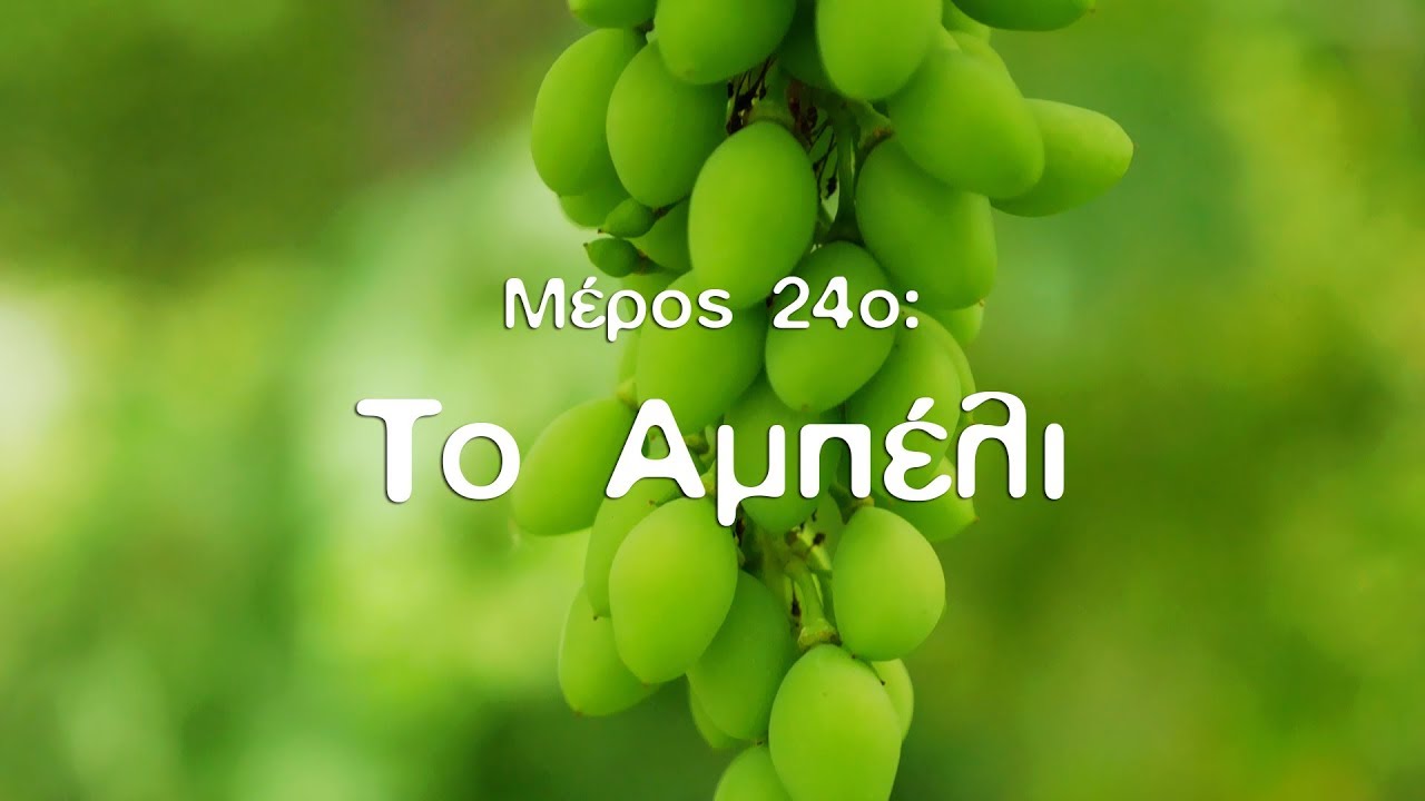 Η Φυσική Καλλιέργεια με τον Παναγιώτη Μανίκη (ΜΕΡΟΣ 24ο: Το Αμπέλι)