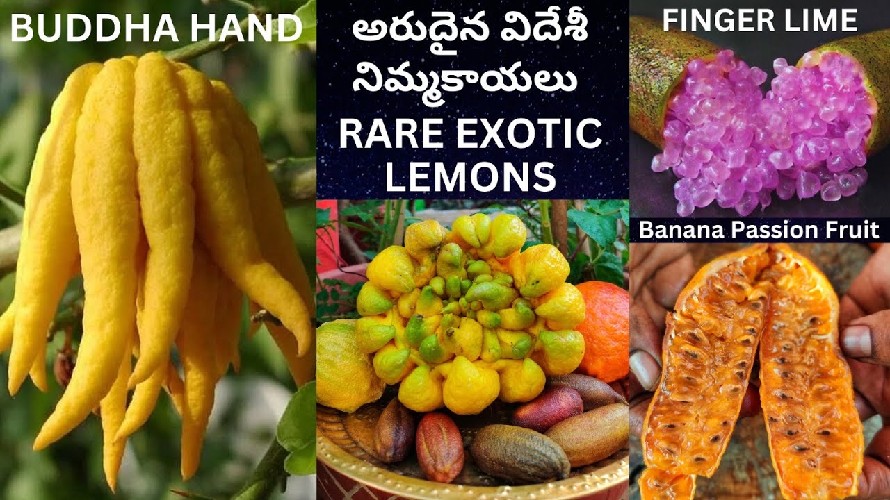 6000 Rs BUDDHA'S HAND LEMON,FOREIGN LEMONS,SUPER EXOTIC FRUITS #terracegarden #fingerlime