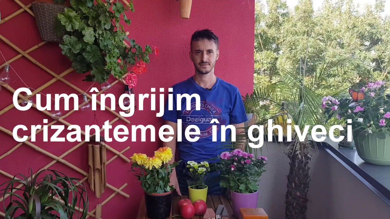 Cum îngrijim Crizantemele