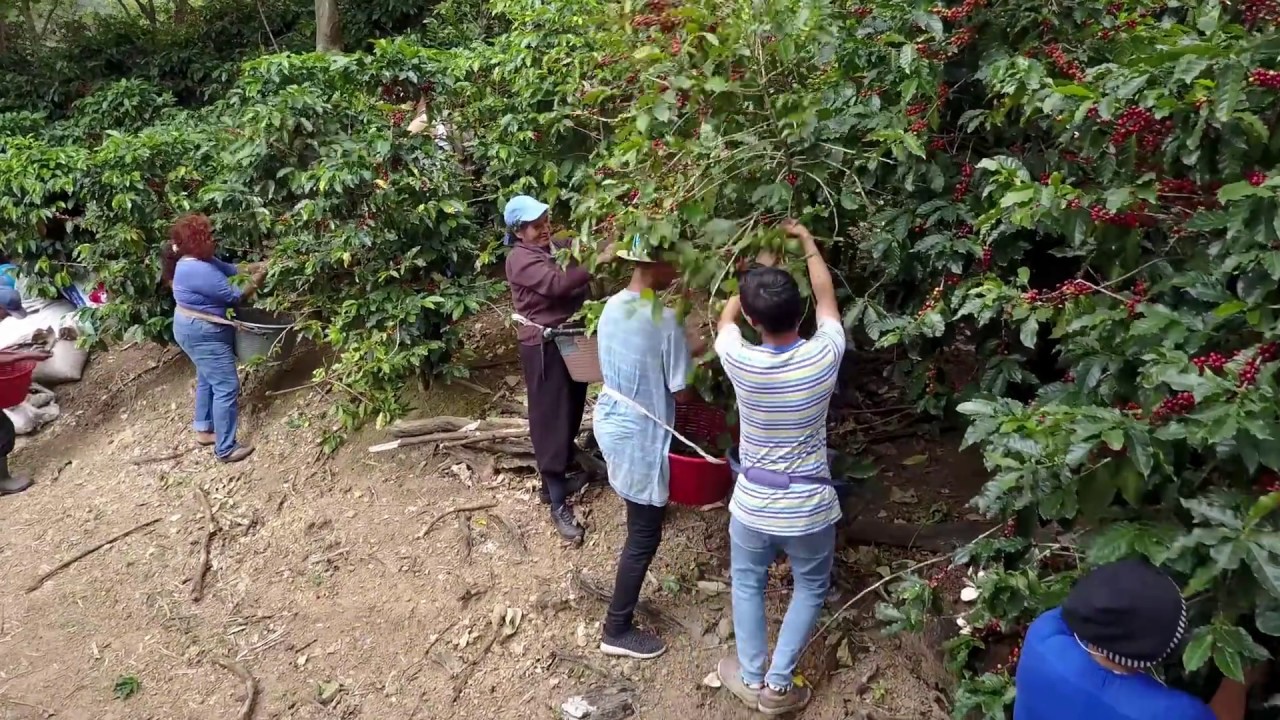 Las cogidas de café en Costa Rica (ver versión con audio mejorado)