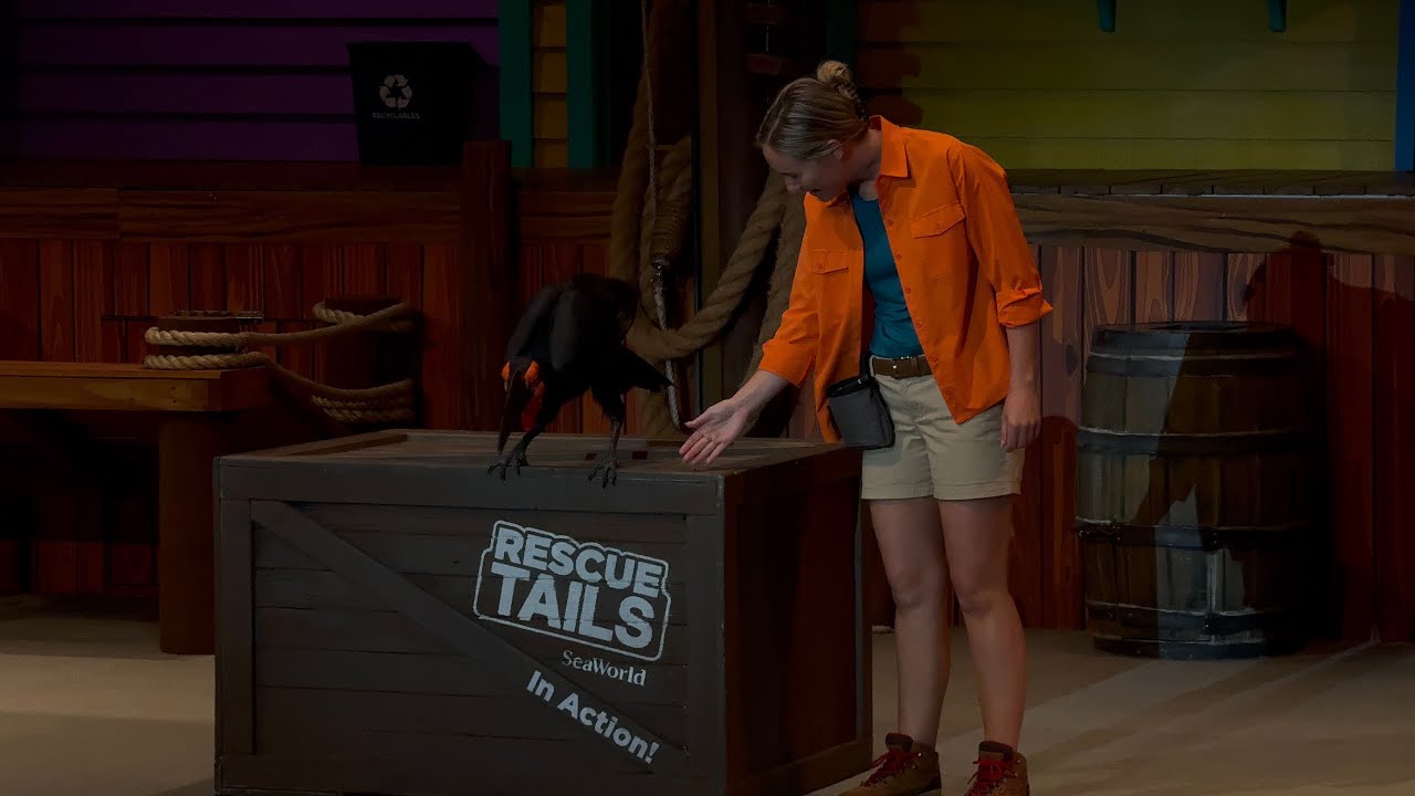 Rescue Tails (Full Show in 4K) | SeaWorld Orlando | June 24, 2025