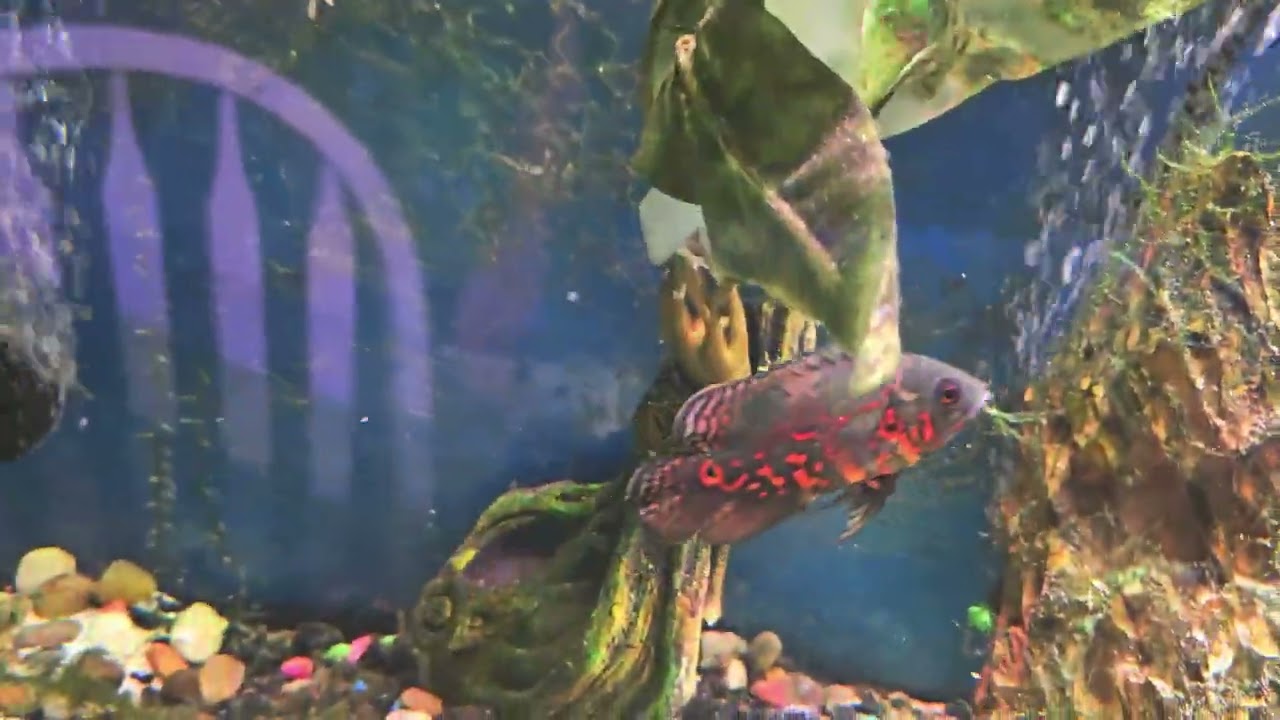 More cichlids and oscars