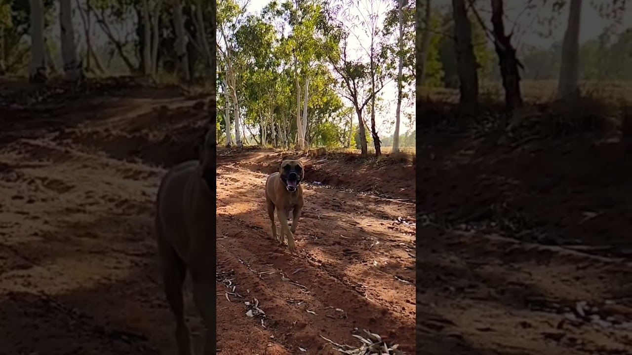 The goodest boy with a hooligan past😆🐕👍