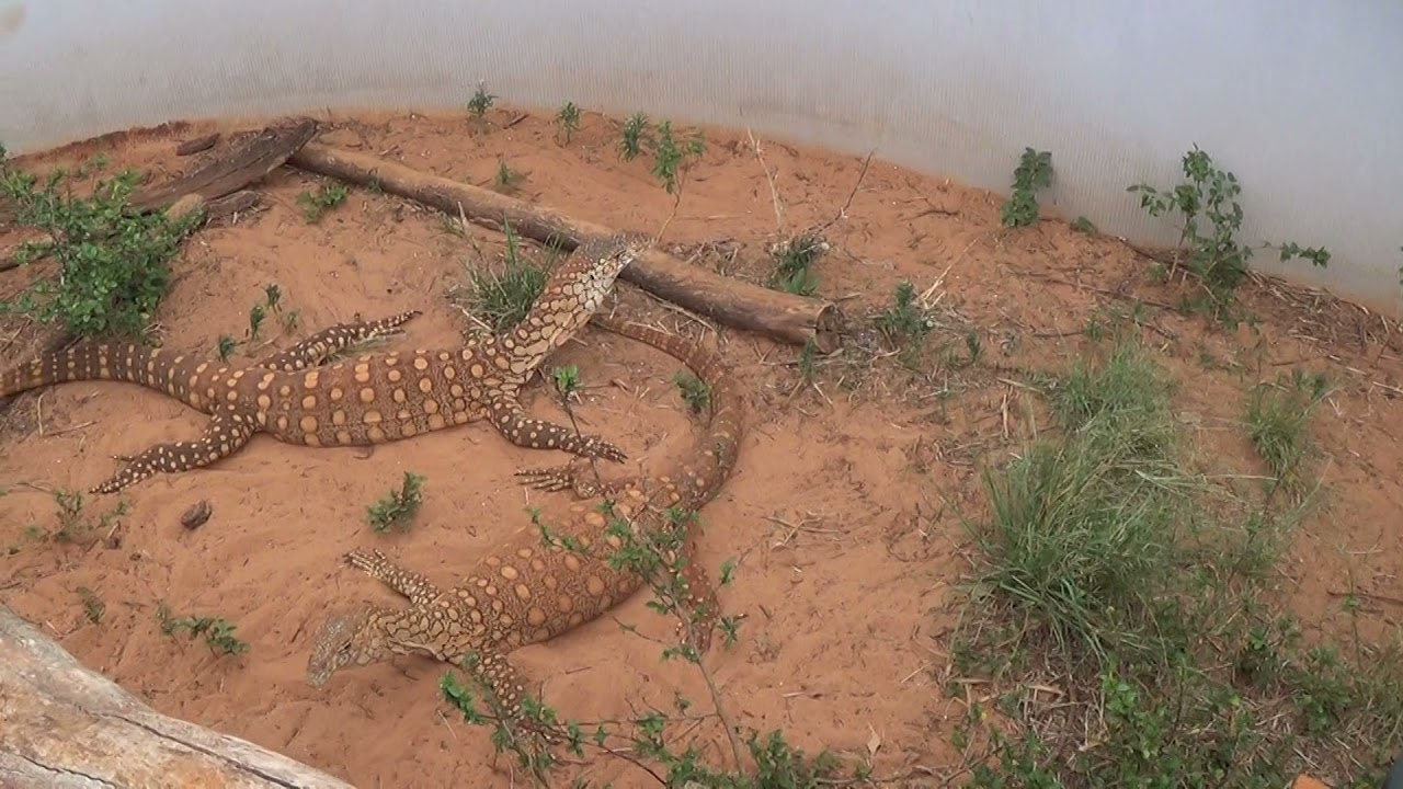 Perentie (Varanus giganteus) largest monitor lizard native to Australia