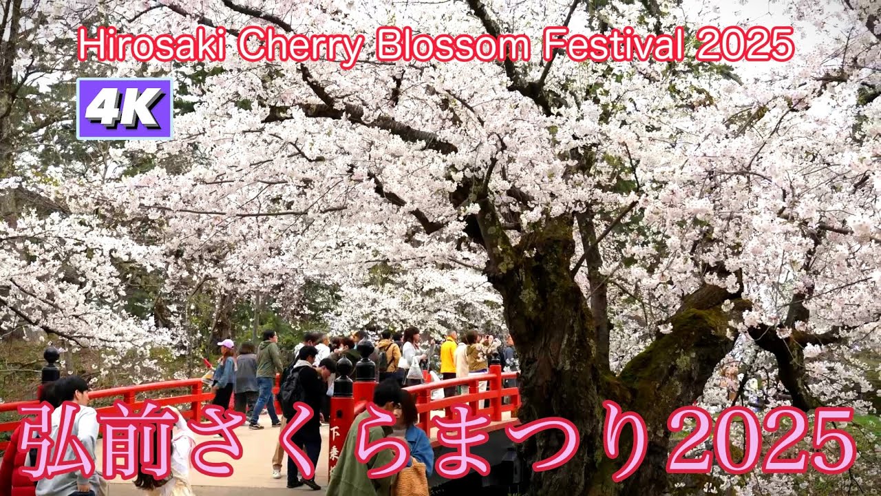 【弘前さくらまつり2025】弘前公園🌸Hirosaki Cherry Blossom Festival Digest