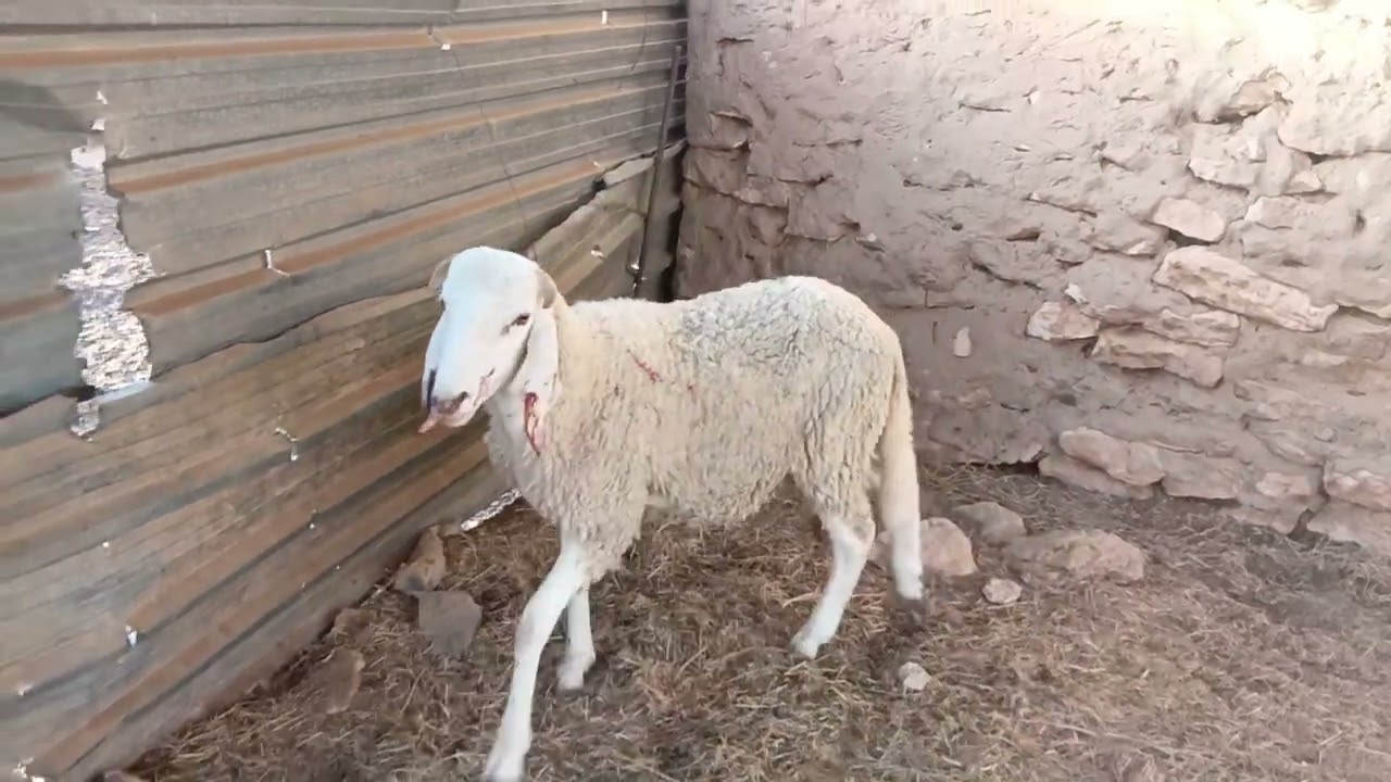 كيف نتدخل عندما نشك في مرض الجن عند الأغنام أو 