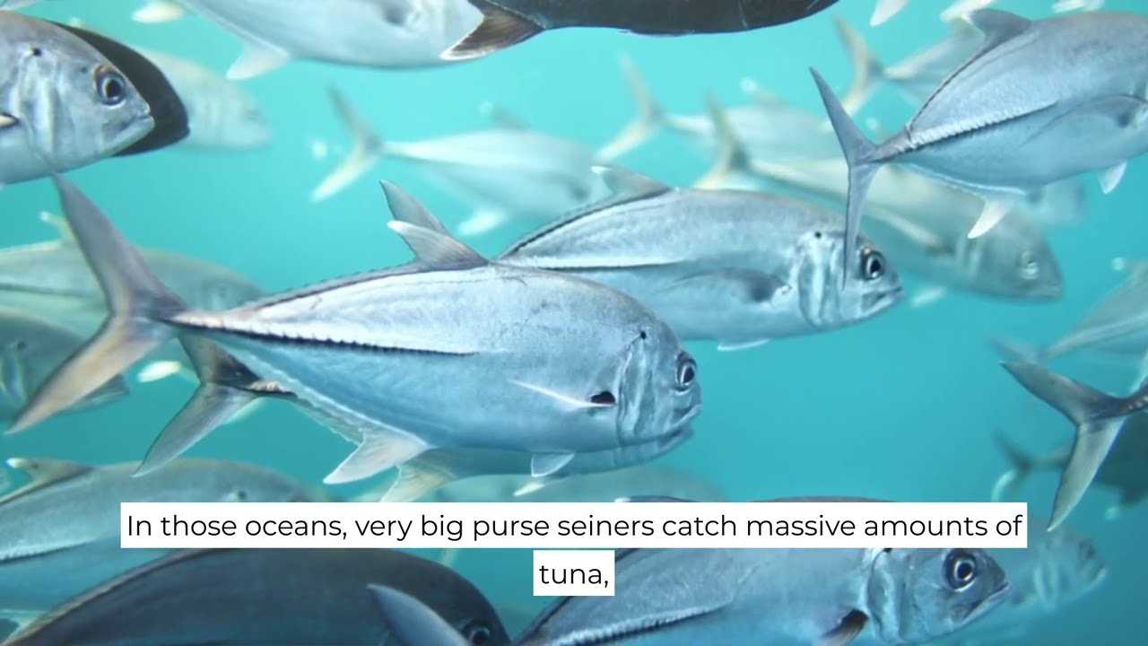 FoodE: Sustainable Tuna