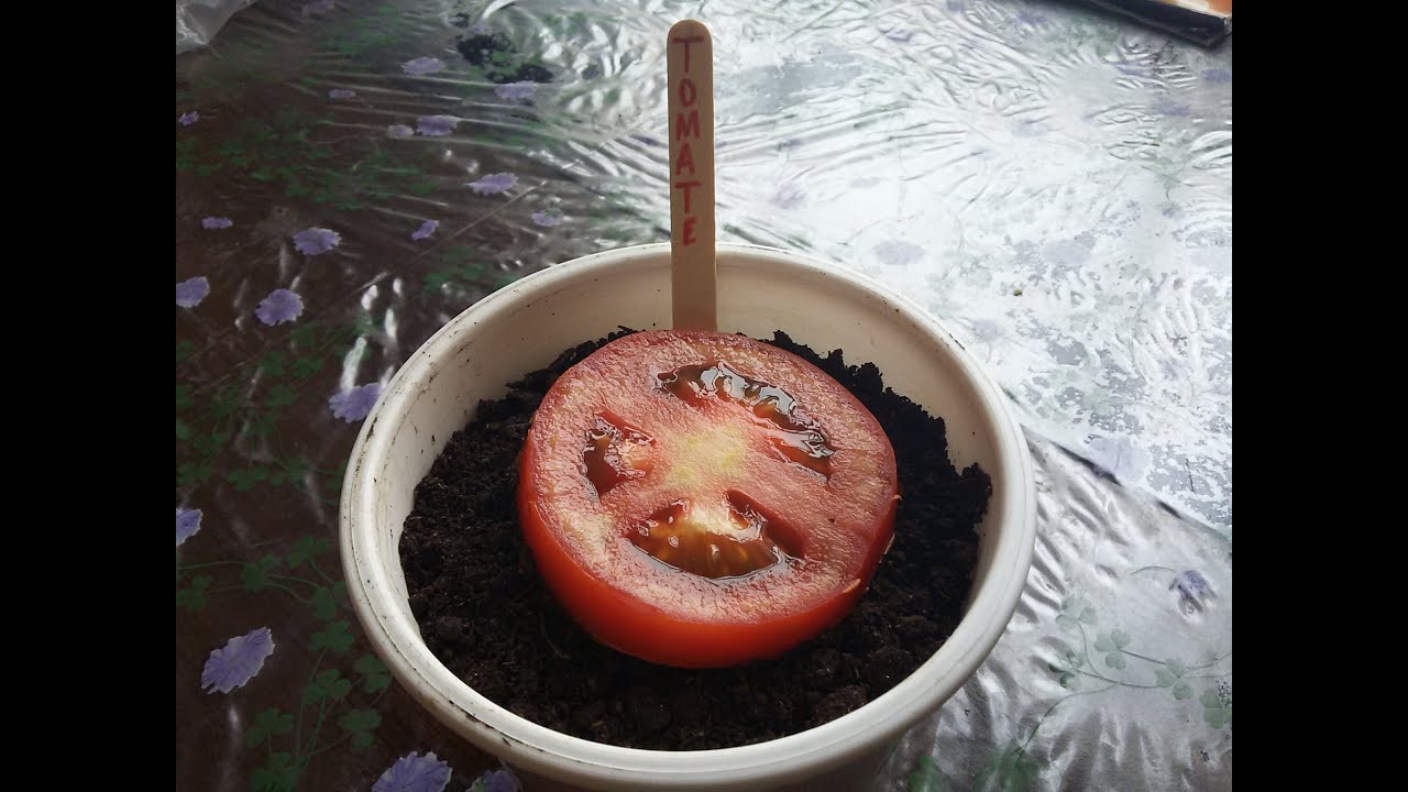 Como Plantar Tomate da (Forma mais Facil do Mundo)