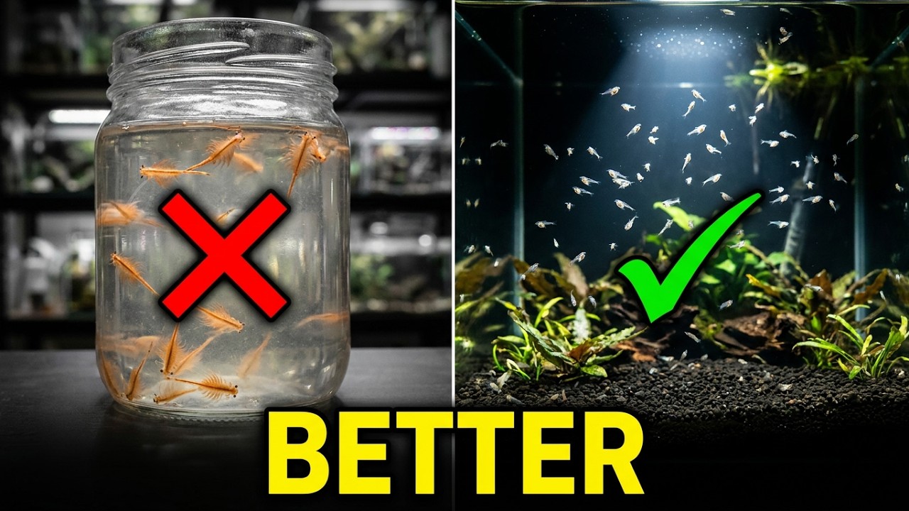 Stop Hatching Brine Shrimp And Use This Algae Eater To Feed Your Fish Instead!