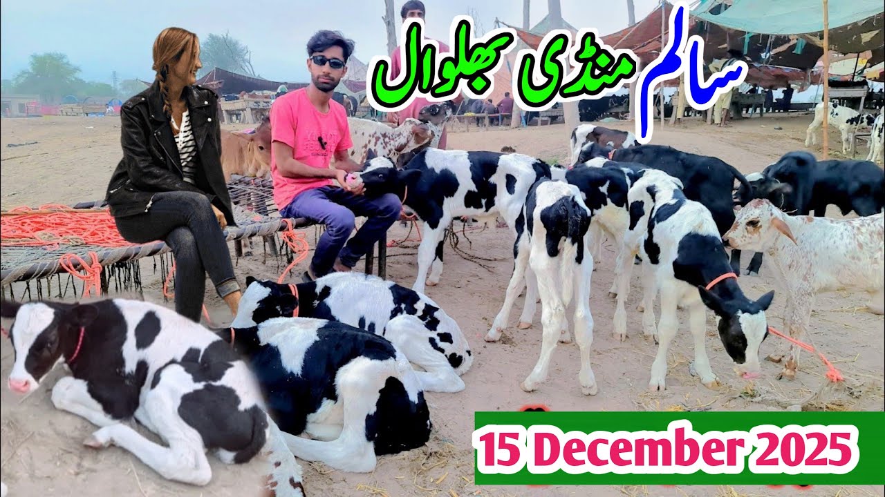 Cow Baby Calf Price In Punjab | Pashu Mandi Punjab | Salam Calf Mandi  | Cow Baby 15 January 2025