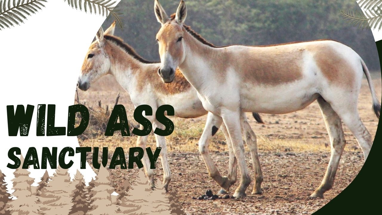 Wlld Ass Sanctuary l Little Rann of Kutch l Bajana