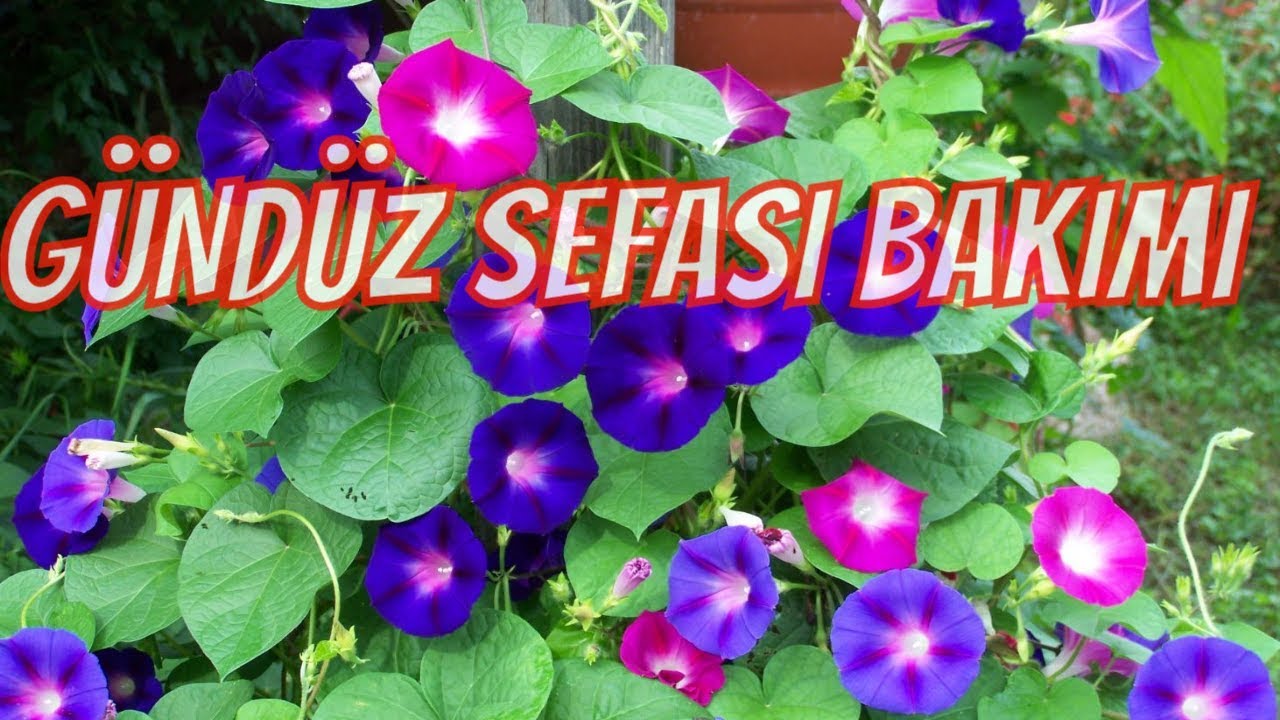 GÜNDÜZ SEFASI BAKIMI ve TOHUMU EKİMİ /ÇİMLENDİRME
