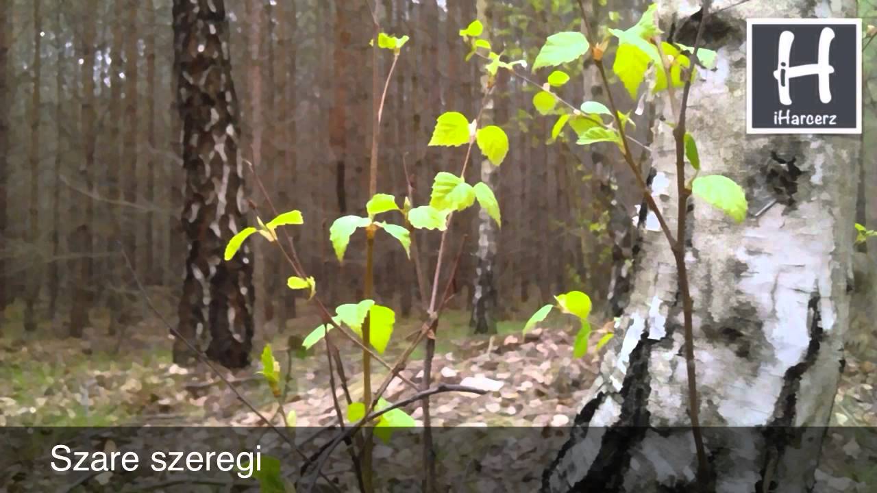 Szare szeregi - Piosenki harcerskie