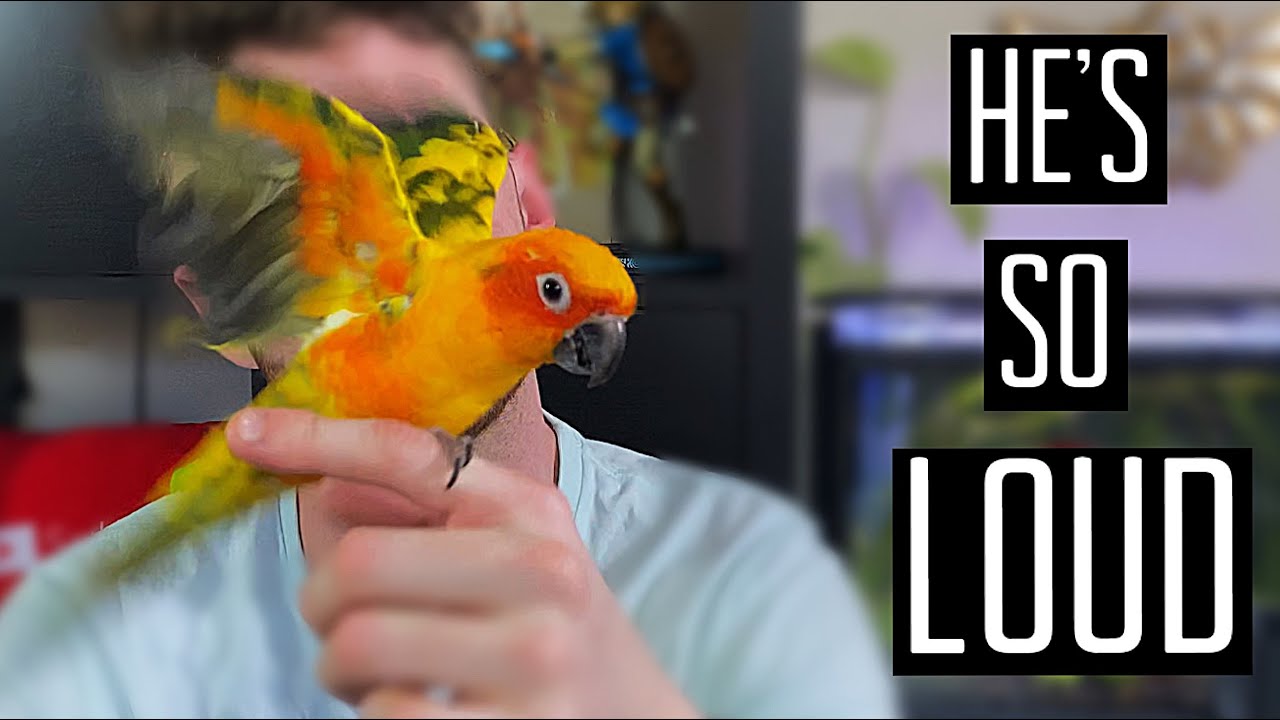 HOW TO - STOP YOUR BIRD FROM BEING LOUD