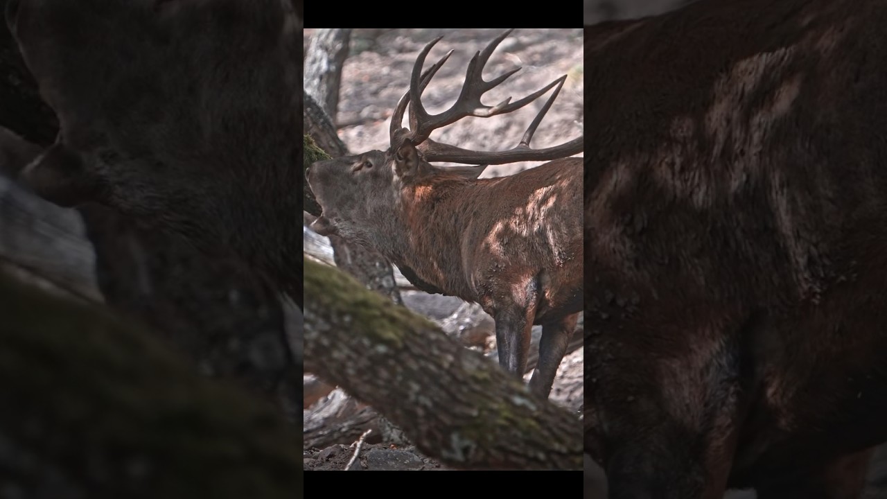 #wildlife