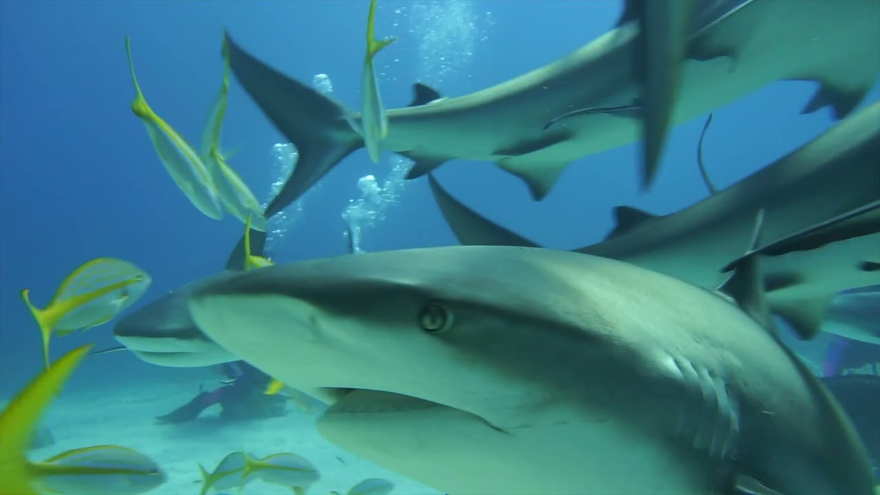 Stuart's Cove Shark Dive